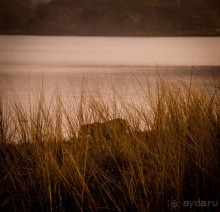 ВЕРБЛЮД И ОБЕЗЬЯНА, КУДА КОНЬ С КОПЫТОМ, ТУДА И РАК С КЛЕШНЕЙ