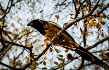 ВЕРБЛЮД И ОБЕЗЬЯНА, КУДА КОНЬ С КОПЫТОМ, ТУДА И РАК С КЛЕШНЕЙ