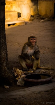 ВЕРБЛЮД И ОБЕЗЬЯНА, КУДА КОНЬ С КОПЫТОМ, ТУДА И РАК С КЛЕШНЕЙ