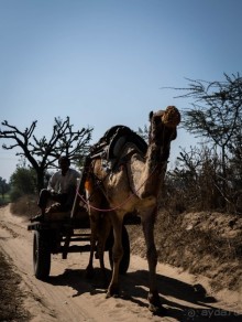 ВЕРБЛЮД И ОБЕЗЬЯНА, КУДА КОНЬ С КОПЫТОМ, ТУДА И РАК С КЛЕШНЕЙ