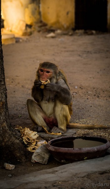 ВЕРБЛЮД И ОБЕЗЬЯНА, КУДА КОНЬ С КОПЫТОМ, ТУДА И РАК С КЛЕШНЕЙ