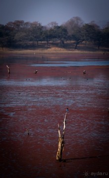 ВЕРБЛЮД И ОБЕЗЬЯНА, КУДА КОНЬ С КОПЫТОМ, ТУДА И РАК С КЛЕШНЕЙ