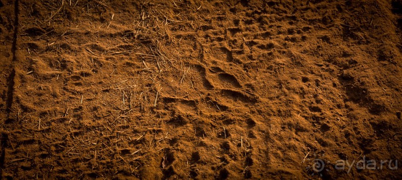 ВЕРБЛЮД И ОБЕЗЬЯНА, КУДА КОНЬ С КОПЫТОМ, ТУДА И РАК С КЛЕШНЕЙ