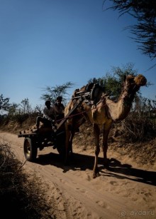 ВЕРБЛЮД И ОБЕЗЬЯНА, КУДА КОНЬ С КОПЫТОМ, ТУДА И РАК С КЛЕШНЕЙ
