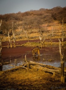 ВЕРБЛЮД И ОБЕЗЬЯНА, КУДА КОНЬ С КОПЫТОМ, ТУДА И РАК С КЛЕШНЕЙ