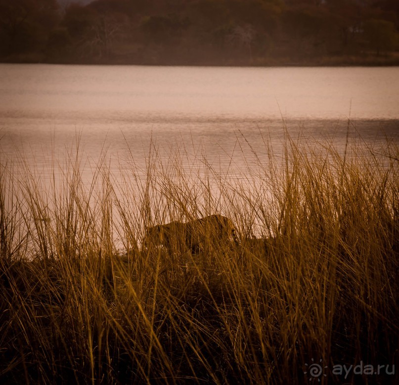 ВЕРБЛЮД И ОБЕЗЬЯНА, КУДА КОНЬ С КОПЫТОМ, ТУДА И РАК С КЛЕШНЕЙ