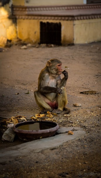 ВЕРБЛЮД И ОБЕЗЬЯНА, КУДА КОНЬ С КОПЫТОМ, ТУДА И РАК С КЛЕШНЕЙ