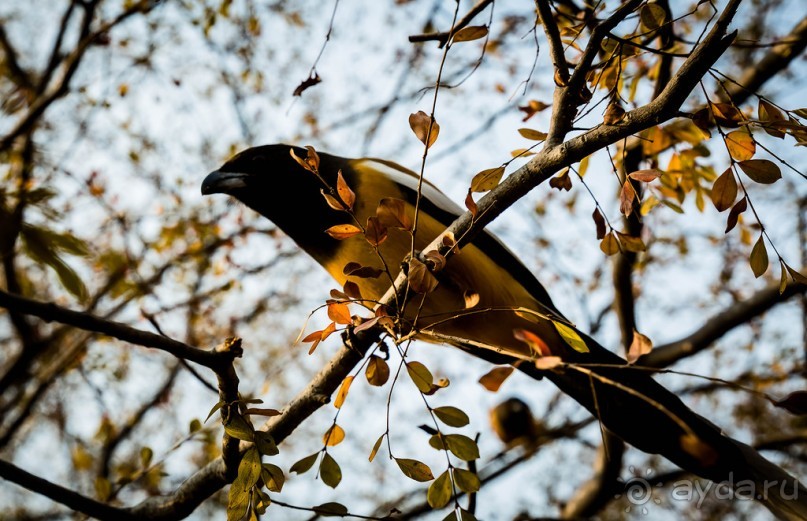 ВЕРБЛЮД И ОБЕЗЬЯНА, КУДА КОНЬ С КОПЫТОМ, ТУДА И РАК С КЛЕШНЕЙ