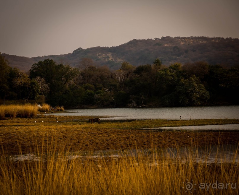 ВЕРБЛЮД И ОБЕЗЬЯНА, КУДА КОНЬ С КОПЫТОМ, ТУДА И РАК С КЛЕШНЕЙ