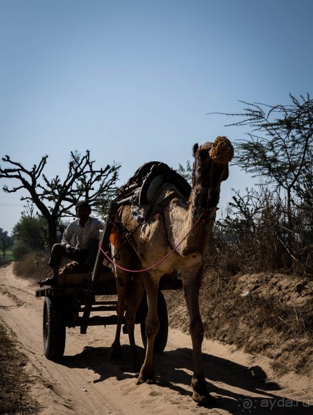 ВЕРБЛЮД И ОБЕЗЬЯНА, КУДА КОНЬ С КОПЫТОМ, ТУДА И РАК С КЛЕШНЕЙ
