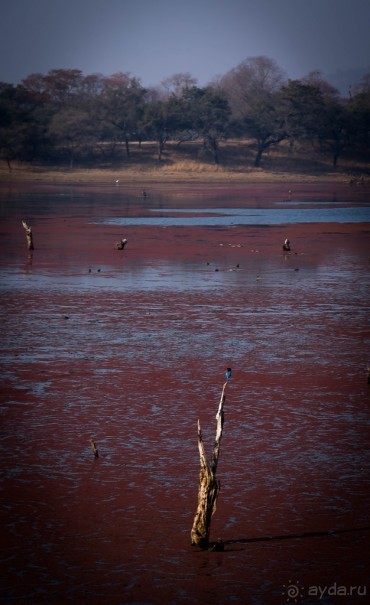ВЕРБЛЮД И ОБЕЗЬЯНА, КУДА КОНЬ С КОПЫТОМ, ТУДА И РАК С КЛЕШНЕЙ