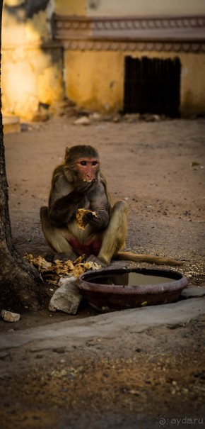 ВЕРБЛЮД И ОБЕЗЬЯНА, КУДА КОНЬ С КОПЫТОМ, ТУДА И РАК С КЛЕШНЕЙ