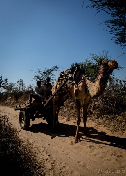 ВЕРБЛЮД И ОБЕЗЬЯНА, КУДА КОНЬ С КОПЫТОМ, ТУДА И РАК С КЛЕШНЕЙ