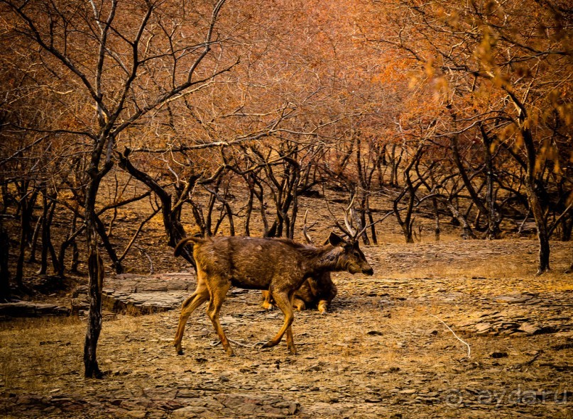 ВЕРБЛЮД И ОБЕЗЬЯНА, КУДА КОНЬ С КОПЫТОМ, ТУДА И РАК С КЛЕШНЕЙ