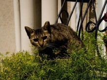 УТРОМ В БАТ ЯМЕ ВДОЛЬ БЕРЕГА МОРЯ