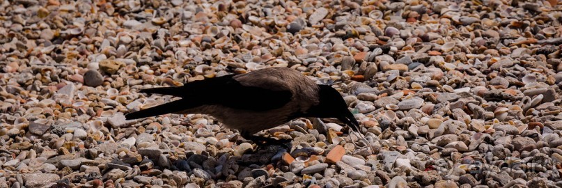 УТРОМ В БАТ ЯМЕ ВДОЛЬ БЕРЕГА МОРЯ