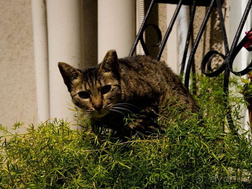 УТРОМ В БАТ ЯМЕ ВДОЛЬ БЕРЕГА МОРЯ