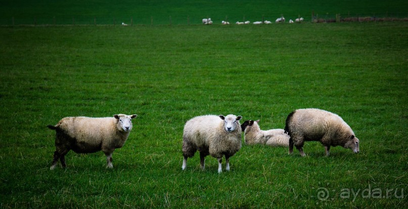 MELTON MOWBRAY В ДЕКАБРЕ - АННА КЛЕВСКАЯ И РЫНОК. TAMWORTH CASTLE И РЫНОК В ДЕКАБРЕ