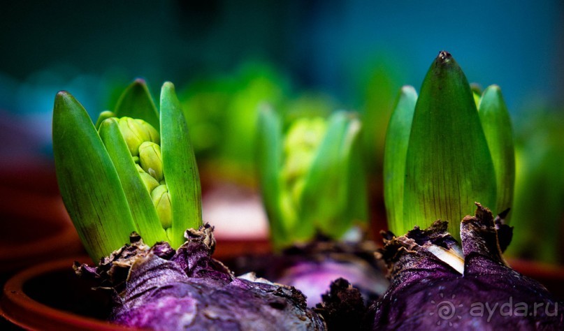 MELTON MOWBRAY В ДЕКАБРЕ - АННА КЛЕВСКАЯ И РЫНОК. TAMWORTH CASTLE И РЫНОК В ДЕКАБРЕ