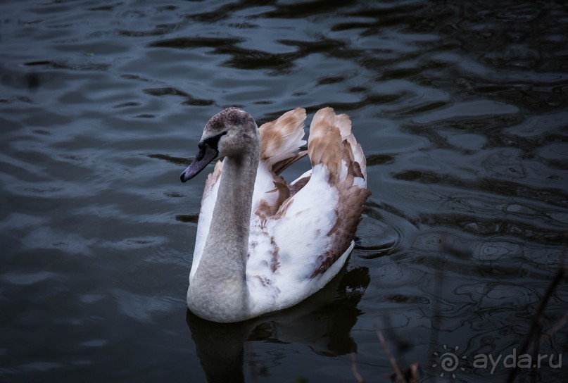 MELTON MOWBRAY В ДЕКАБРЕ - АННА КЛЕВСКАЯ И РЫНОК. TAMWORTH CASTLE И РЫНОК В ДЕКАБРЕ