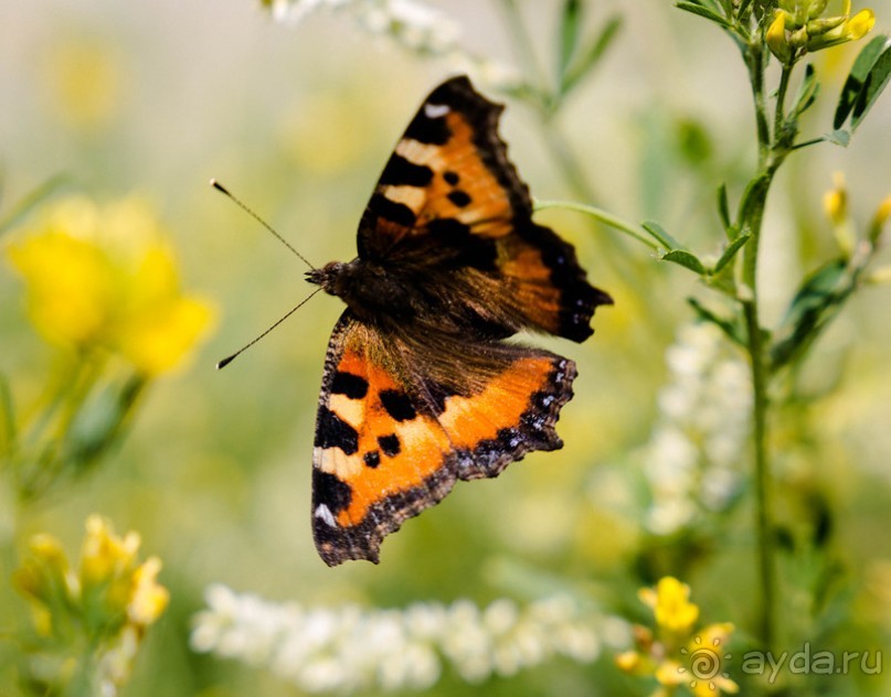 Альбом отзыва "КИНЕШМА - РАЗНОЕ. РЫНОЧЕК В КИНЕШМЕ ЛЕТОМ"