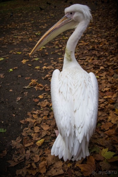 ЛОНДОН В СУББОТУ И В ВОСКРЕСЕНЬЕ - ТУРИСТИЧЕСКИЙ И НЕ ОЧЕНЬ