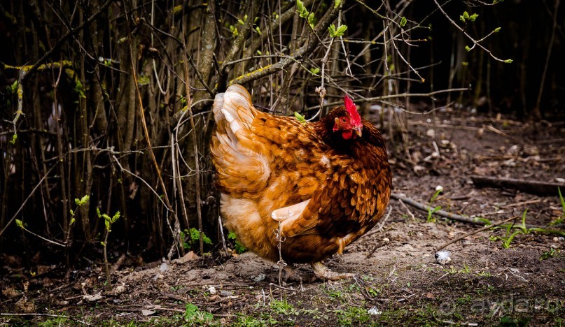 Альбом отзыва "КУРОЧКА-РЯБА В ДЕРЕВНЕ НИЖНИЕ ПРЫСКИ КАЛУЖСКОЙ ОБЛАСТИ"