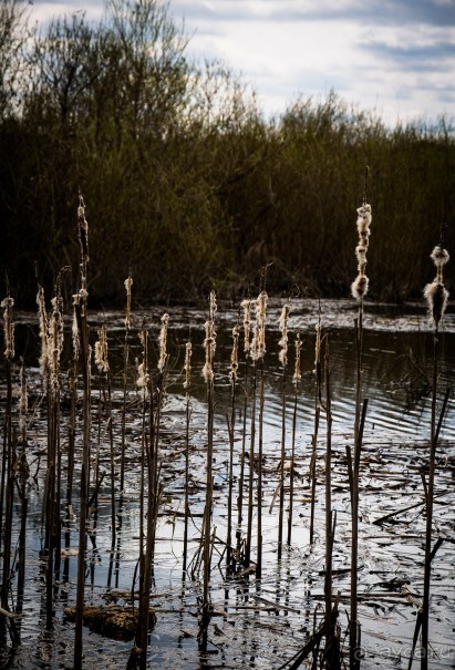 КУРОЧКА-РЯБА В ДЕРЕВНЕ НИЖНИЕ ПРЫСКИ КАЛУЖСКОЙ ОБЛАСТИ