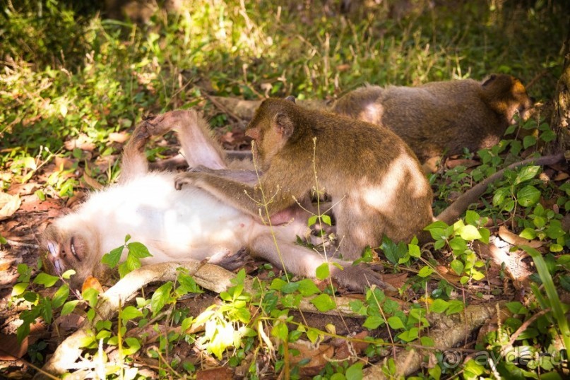 АНГКОР ВАТ - ТРИ ДНЯ В КАМБОДЖЕ