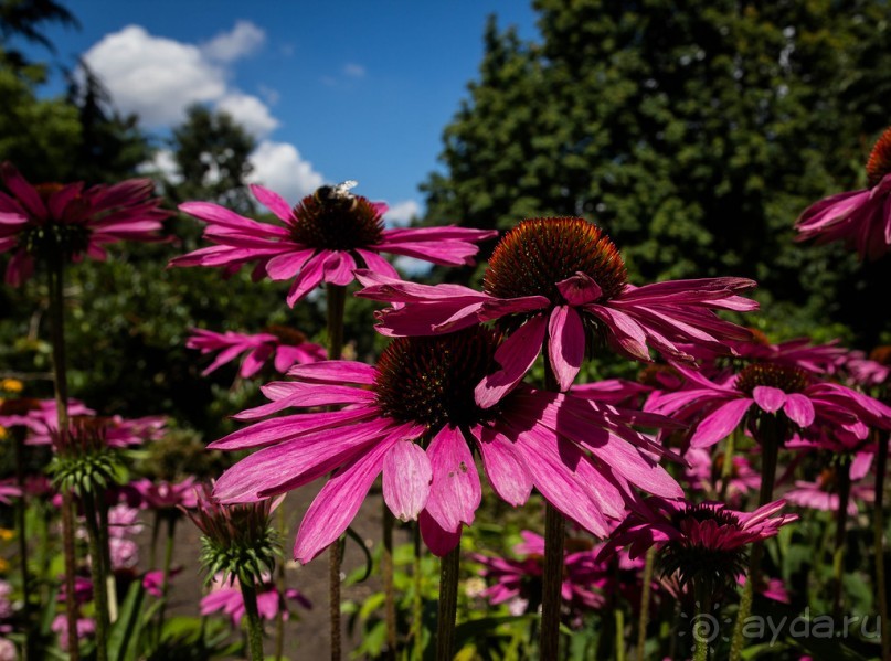 ПРОГУЛКА ПО ГРИНВИЧУ В АВГУСТЕ - АРХИТЕКТУРА И РАЗНОЕ