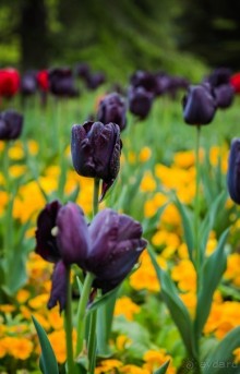 GREENWICH REGATTA 2017: ЛЮДИ, КОРАБЛИ, ЦВЕТЫ