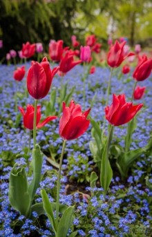GREENWICH REGATTA 2017: ЛЮДИ, КОРАБЛИ, ЦВЕТЫ
