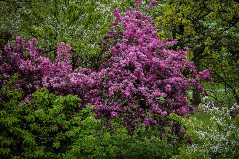 GREENWICH REGATTA 2017: ЛЮДИ, КОРАБЛИ, ЦВЕТЫ