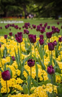 GREENWICH REGATTA 2017: ЛЮДИ, КОРАБЛИ, ЦВЕТЫ