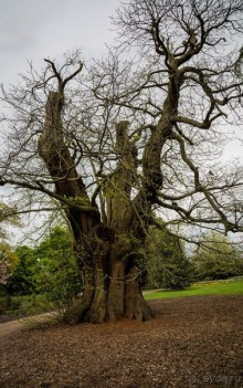 GREENWICH REGATTA 2017: ЛЮДИ, КОРАБЛИ, ЦВЕТЫ