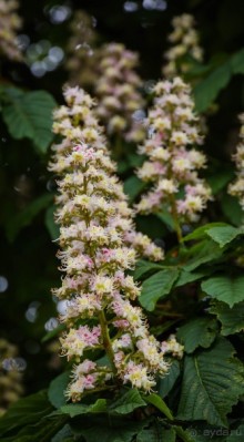 GREENWICH REGATTA 2017: ЛЮДИ, КОРАБЛИ, ЦВЕТЫ