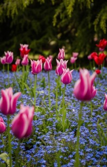 GREENWICH REGATTA 2017: ЛЮДИ, КОРАБЛИ, ЦВЕТЫ