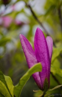 GREENWICH REGATTA 2017: ЛЮДИ, КОРАБЛИ, ЦВЕТЫ