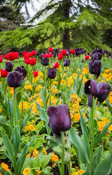 GREENWICH REGATTA 2017: ЛЮДИ, КОРАБЛИ, ЦВЕТЫ
