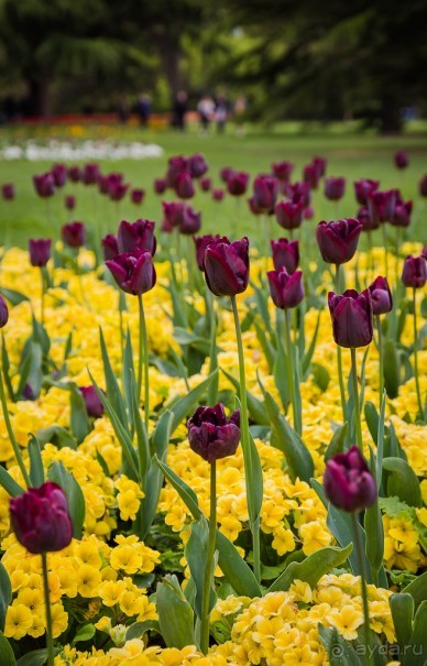 GREENWICH REGATTA 2017: ЛЮДИ, КОРАБЛИ, ЦВЕТЫ