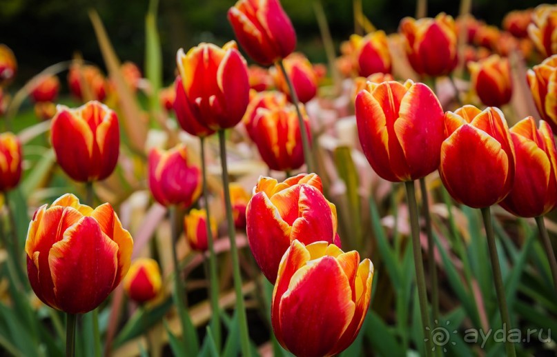 GREENWICH REGATTA 2017: ЛЮДИ, КОРАБЛИ, ЦВЕТЫ
