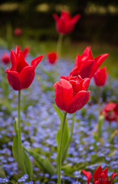 GREENWICH REGATTA 2017: ЛЮДИ, КОРАБЛИ, ЦВЕТЫ