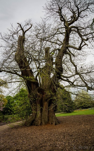 GREENWICH REGATTA 2017: ЛЮДИ, КОРАБЛИ, ЦВЕТЫ