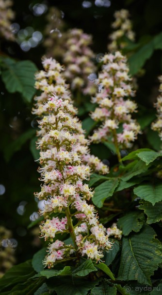 GREENWICH REGATTA 2017: ЛЮДИ, КОРАБЛИ, ЦВЕТЫ