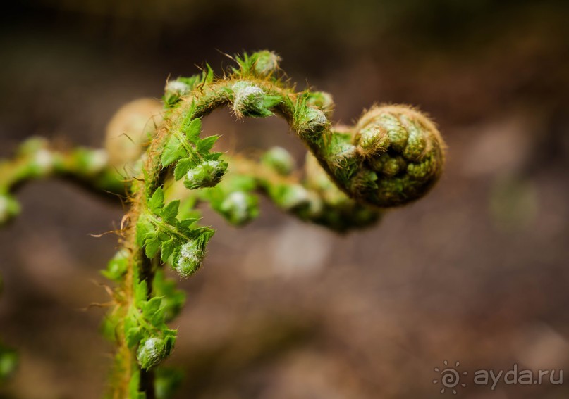 GREENWICH REGATTA 2017: ЛЮДИ, КОРАБЛИ, ЦВЕТЫ