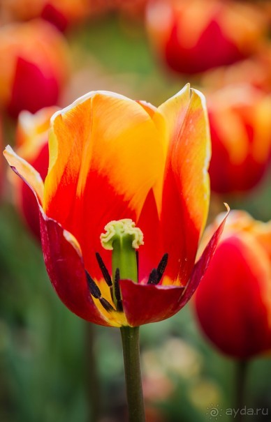 GREENWICH REGATTA 2017: ЛЮДИ, КОРАБЛИ, ЦВЕТЫ