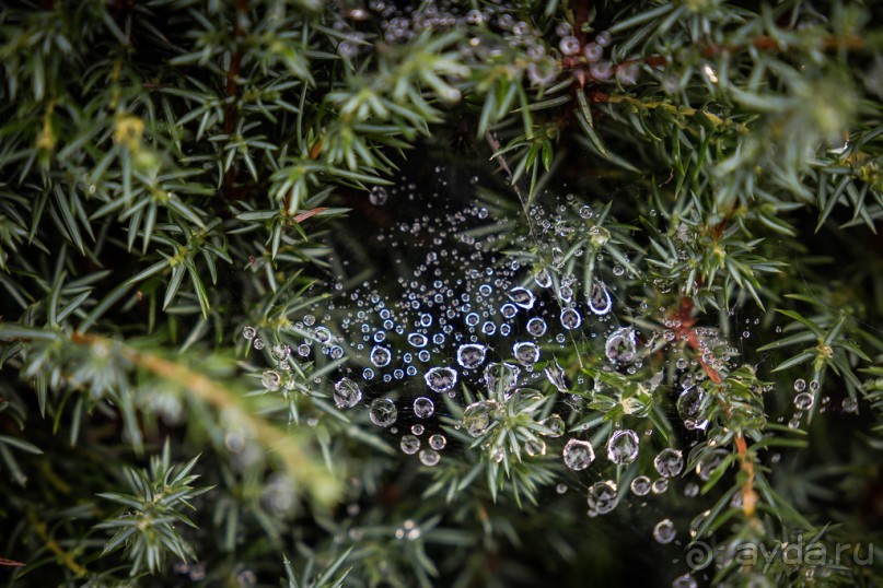 ВЫСТАВКА ЦВЕТОВ В BURGHLEY HOUSE
