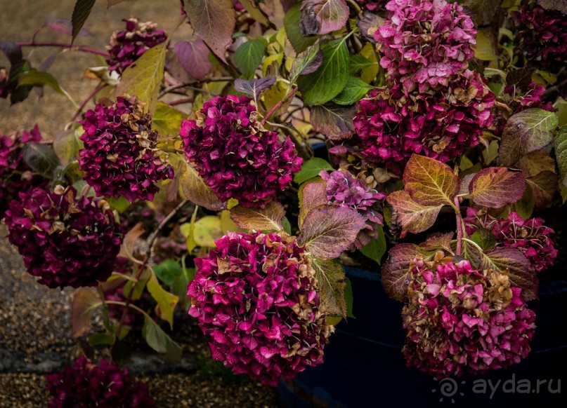 ВЫСТАВКА ЦВЕТОВ В BURGHLEY HOUSE