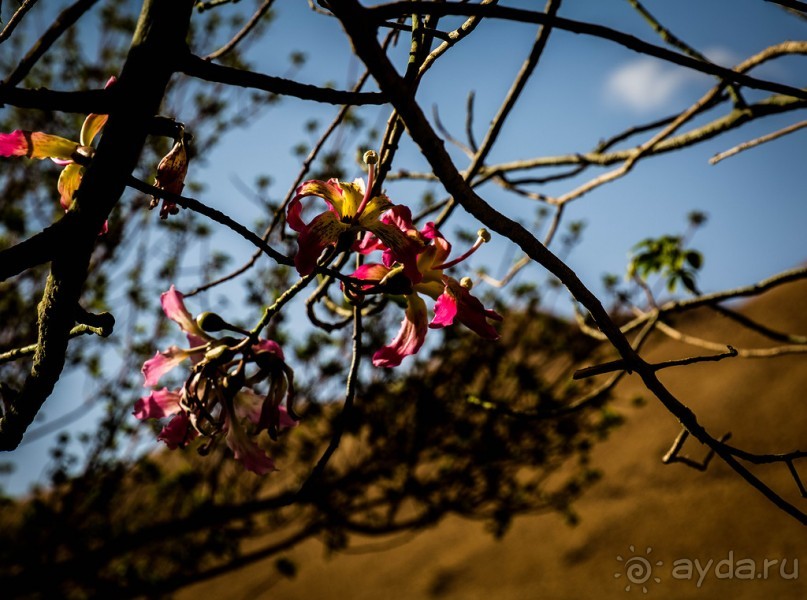 МЕРТВОЕ МОРЕ - МОРЕ, СОЛЬ, ЦВЕТЫ И ПТИЦЫ