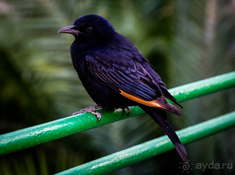 МЕРТВОЕ МОРЕ - МОРЕ, СОЛЬ, ЦВЕТЫ И ПТИЦЫ